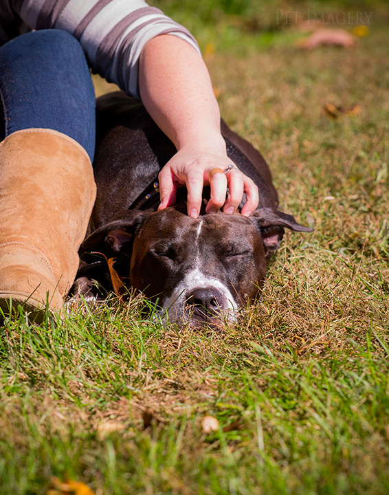 taking a little nap pit bulls best philadelphia pet photography kaplan