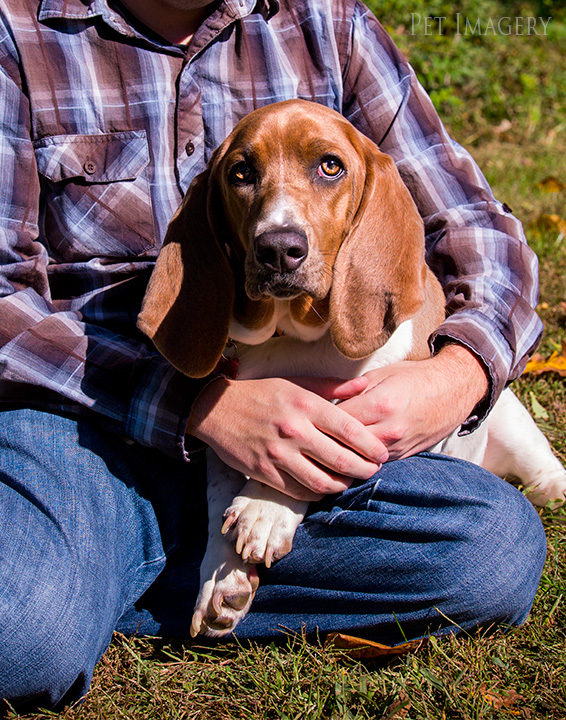 phoebe in dads arms basset best philadelphia pet photography kaplan