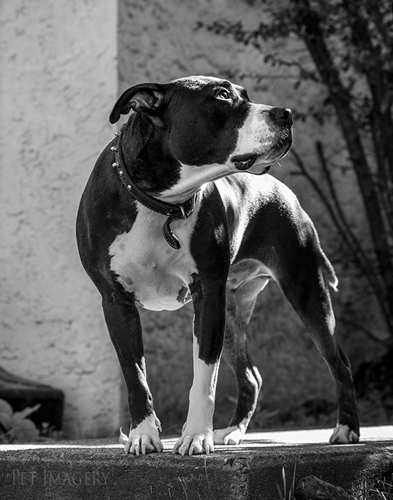 posing on the steps pit bulls best philadelphia pet photography kaplan