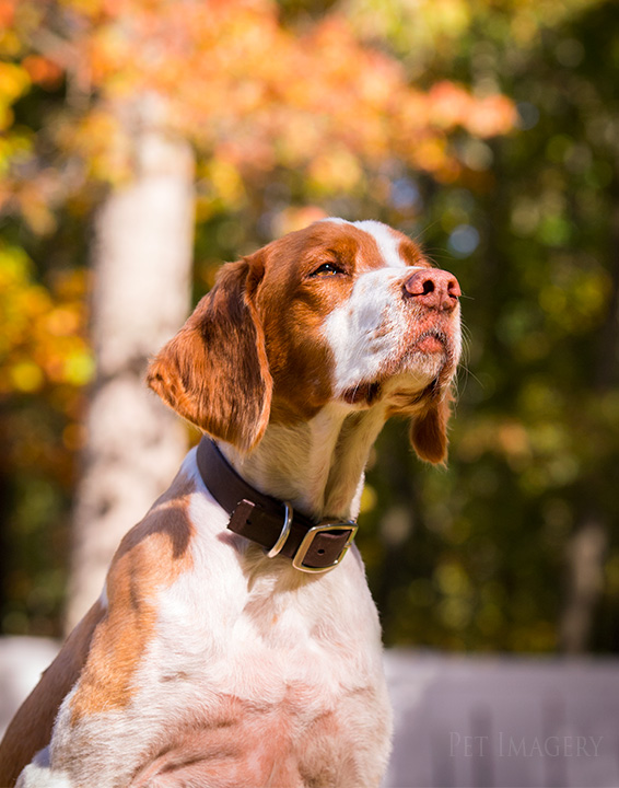 brittany spaniel, pet imagery, best pet photography, kaplan