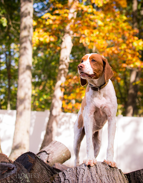 arnie standing tall brittany spaniel, pet imagery, best pet photography, kaplan
