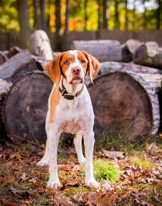 brittany spaniel, pet imagery, best pet photography, kaplan