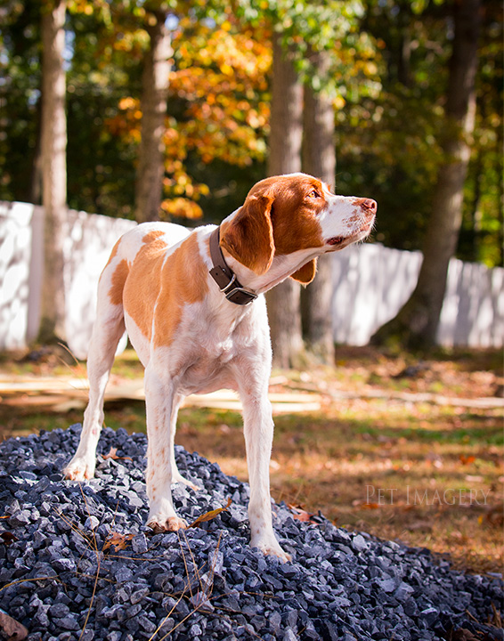 brittany spaniel pet imagery, best pet photographer, new jersey