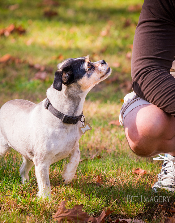 milo looking up at dad pekingese/terrier mix, pet imagery, best pet photography, kaplan