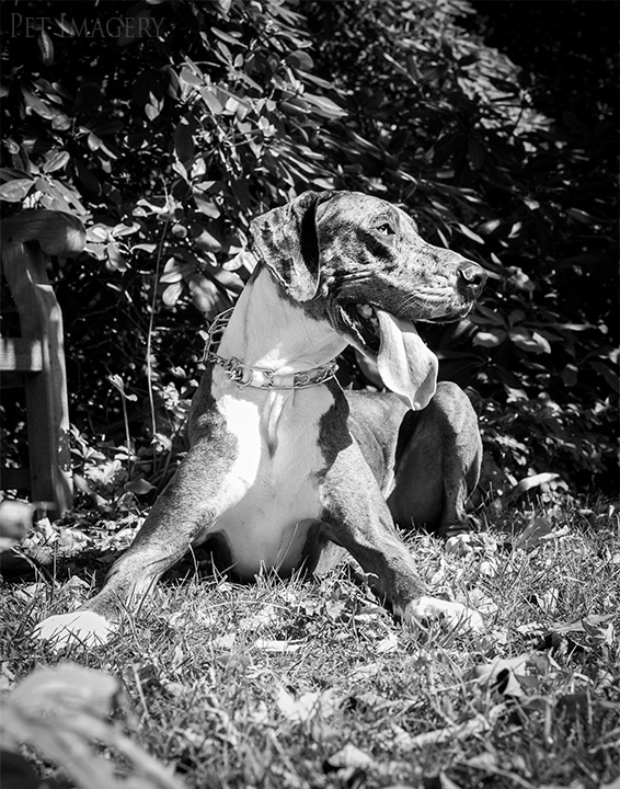 engagement session great dane kaplan