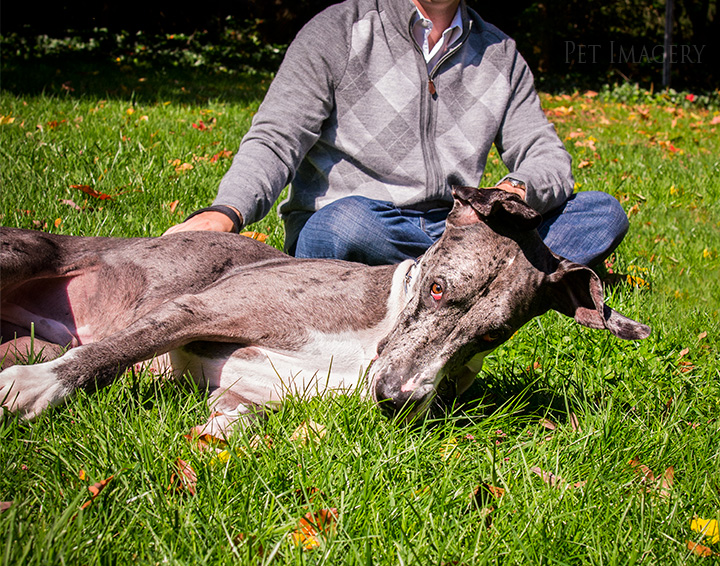 engagement session great dane kaplan