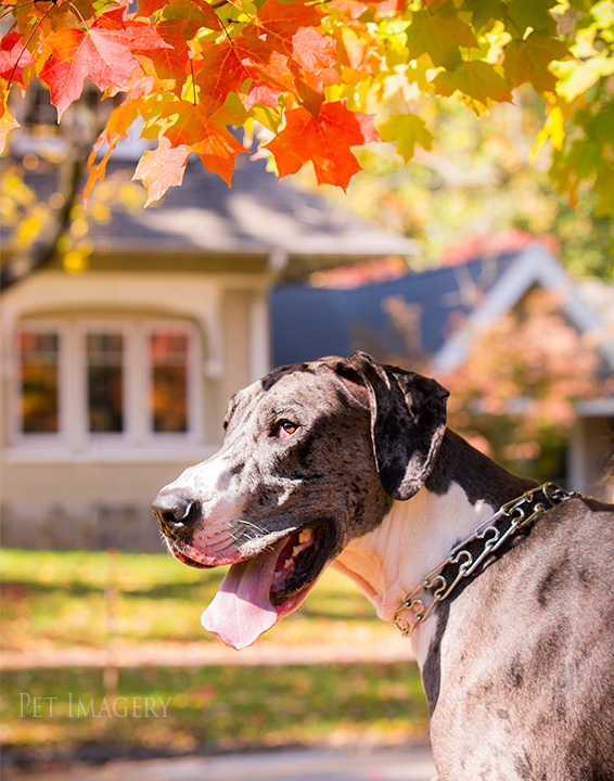 engagement session great dane kaplan