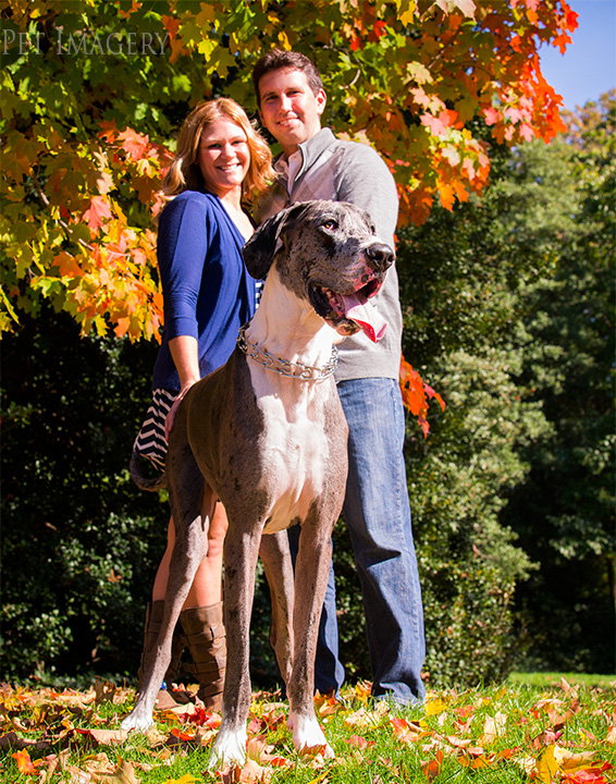 engagement session great dane kaplan