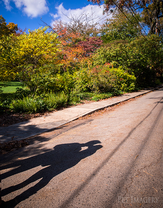 engagement session great dane kaplan