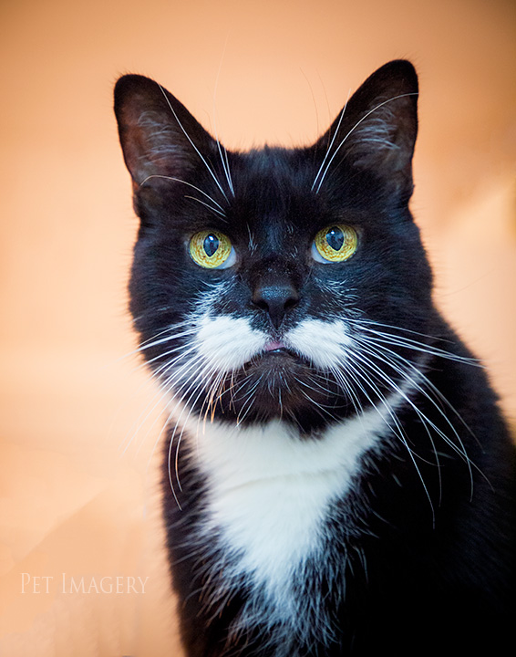 tuxedo cat, best pet photography, kaplan