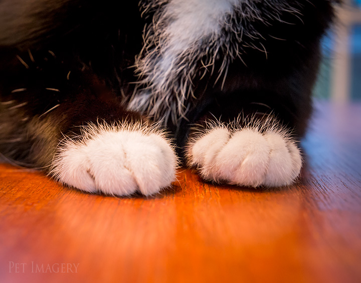 tux's paws tuxedo cat best pet photography kaplan pa