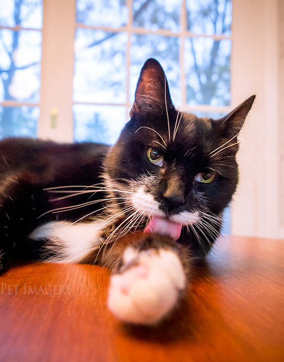 tux grooming tuxedo cat best pet photography kaplan pa