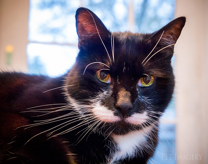 posing on the table tuxedo cat best pet photography kaplan pa