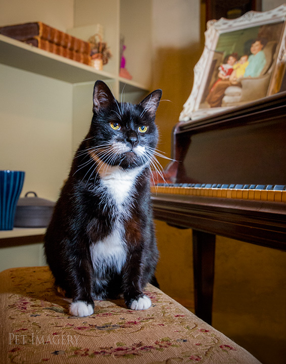 ready for a piano number tuxedo cat best pet photography kaplan pa