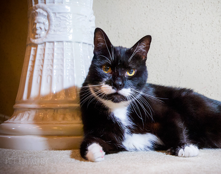 looking regal on the carpet tuxedo cat best pet photography kaplan pa