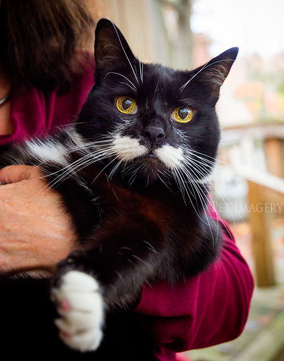 tux in moms arms tuxedo cat best pet photography kaplan pa
