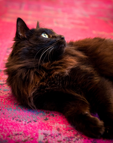 long-haired cat best pet photography kaplan