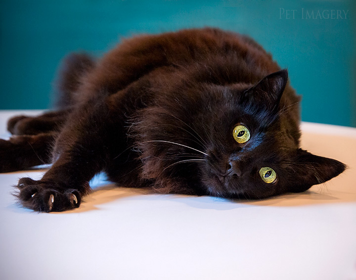 black long haired cat best pet photography kaplan