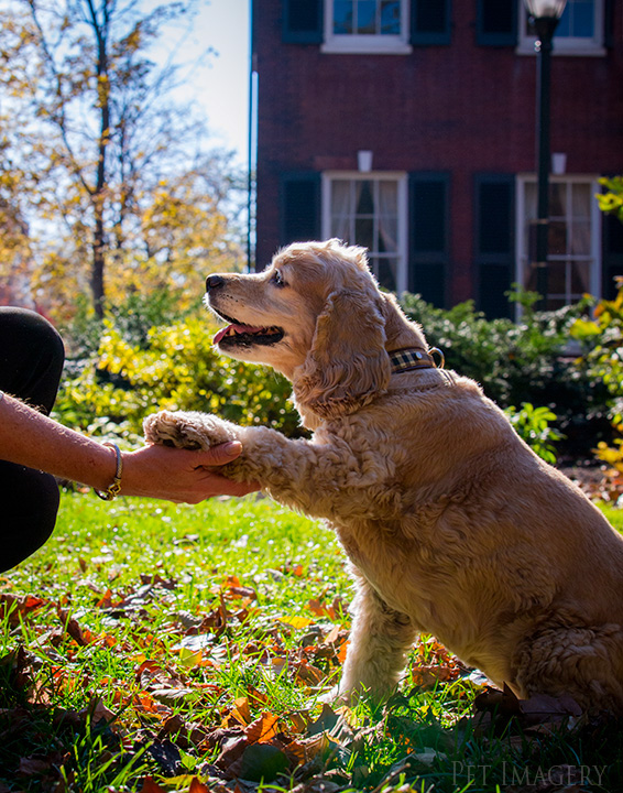 cocker spaniel philadelphia kaplan best