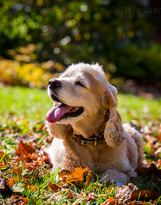 cocker spaniel philadelphia kaplan best