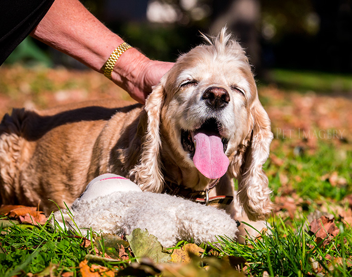 cocker spaniel philadelphia kaplan best