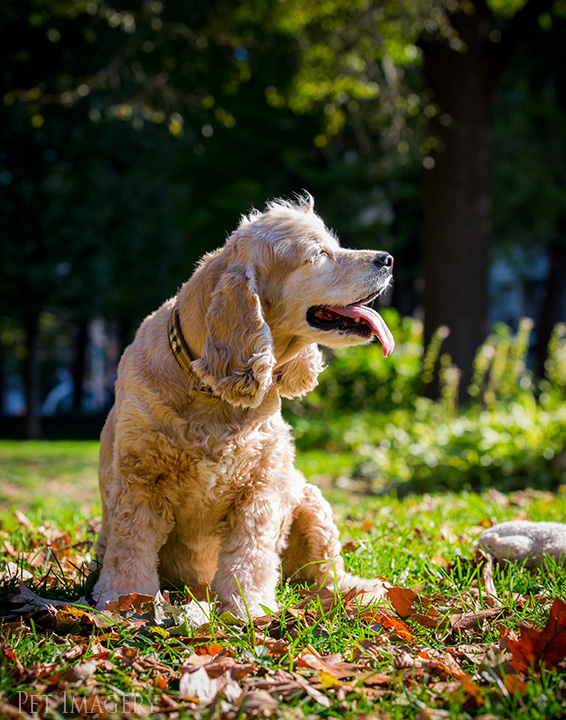cocker spaniel philadelphia kaplan