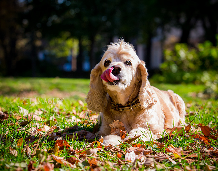cocker spaniel philadelphia kaplan best