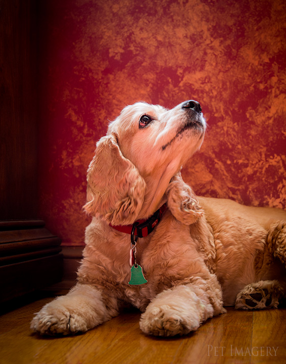 cocker spaniel philadelphia kaplan best