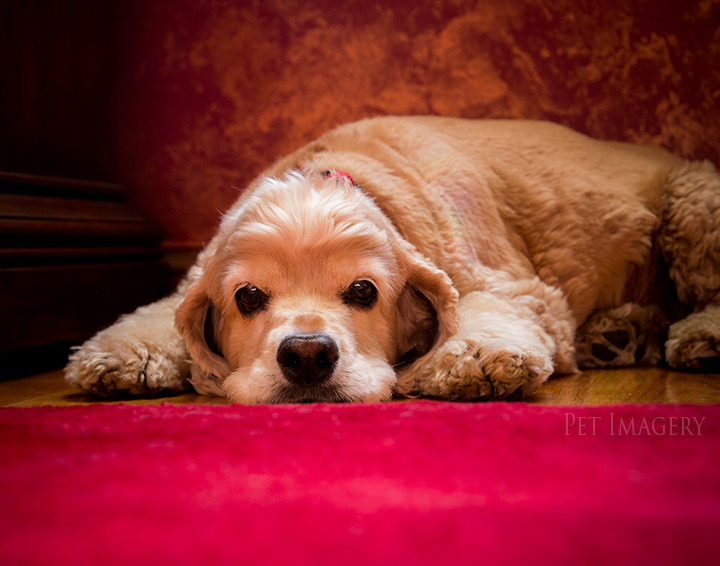 cocker spaniel philadelphia kaplan best