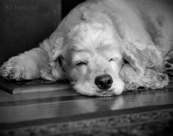 cocker spaniel philadelphia kaplan best