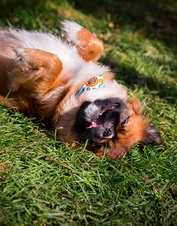 pekingese shih-tzu mix, kaplan, dog photography, philadelphia