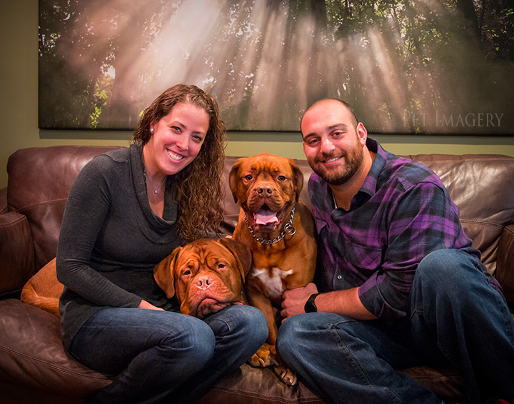french mastiff kaplan best pet photography pa
