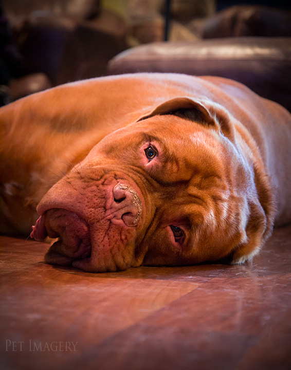french mastiff kaplan best pet photography pa