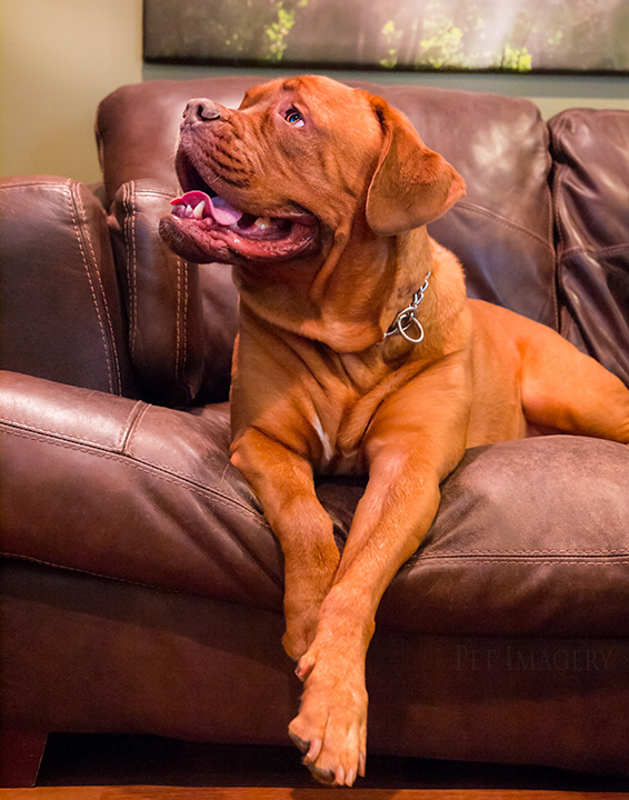 french mastiff kaplan best pet photography pa
