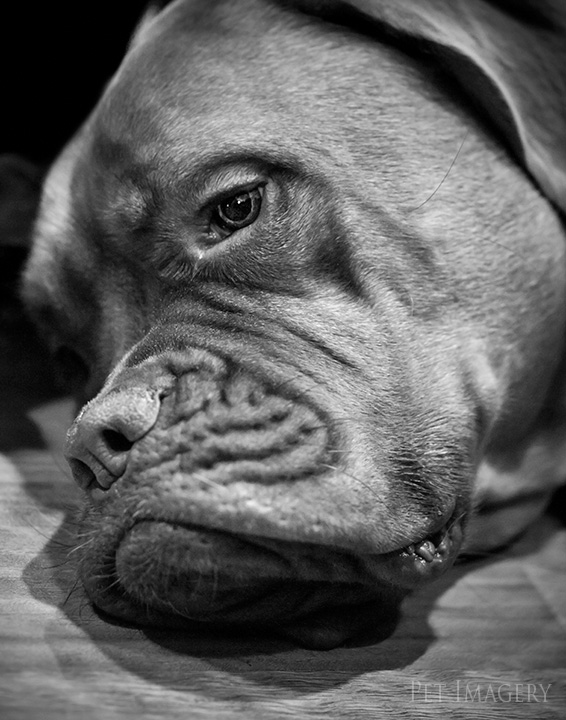 french mastiff kaplan best pet photography pa