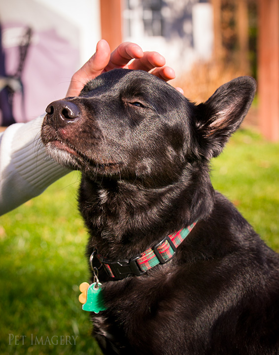 black lab mix pa best pet photography kaplan