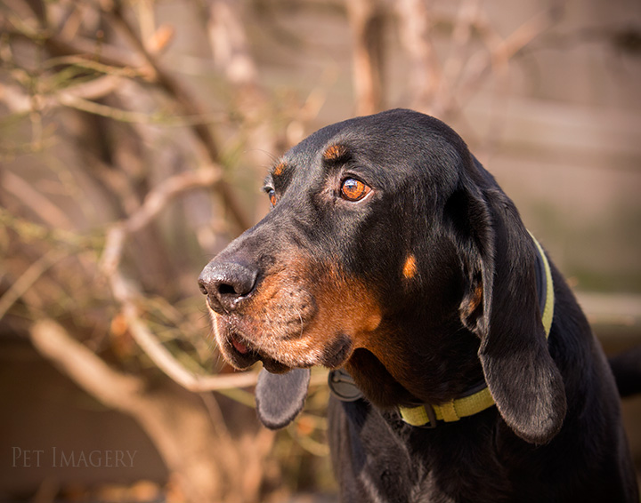 coonhound-pet-photography-kaplan