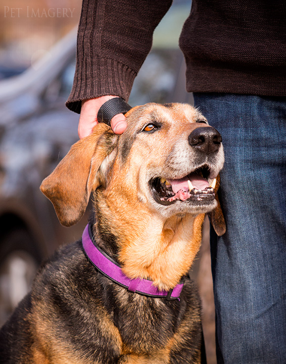 _coonhound-pet-photography-kaplan
