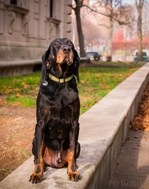 _coonhound-pet-photography-kaplan