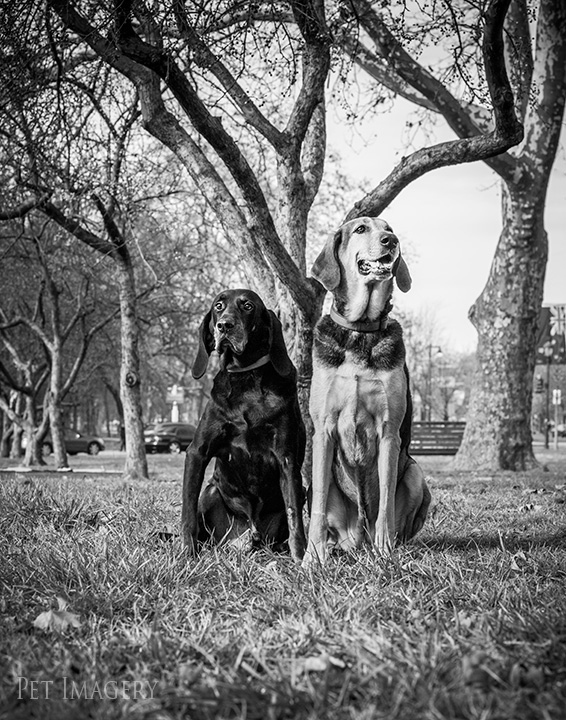 _coonhound-pet-photography-kaplan
