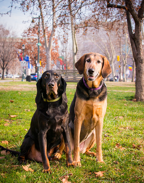 coonhound-best-pet-photography-kaplan