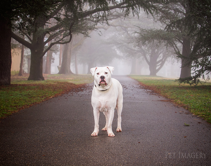 bulldog pet photography kaplan de