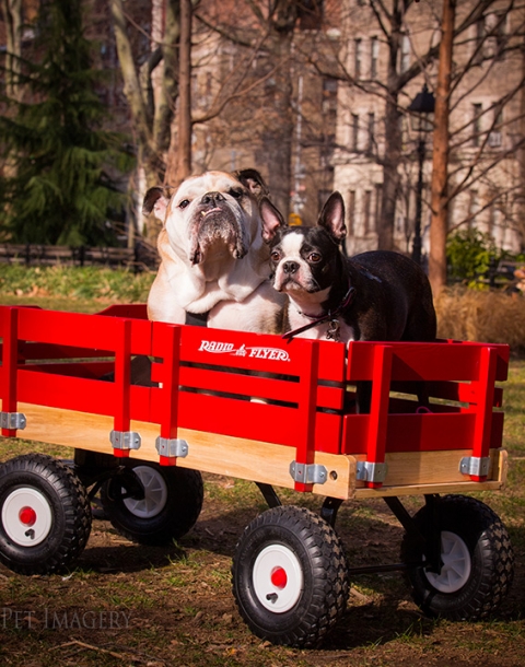 bulldog boston terrier best pet photography kaplan