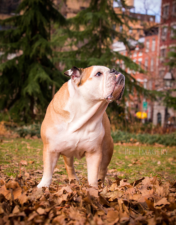 bulldog bubble bulldog boston terrier best pet photography kaplan