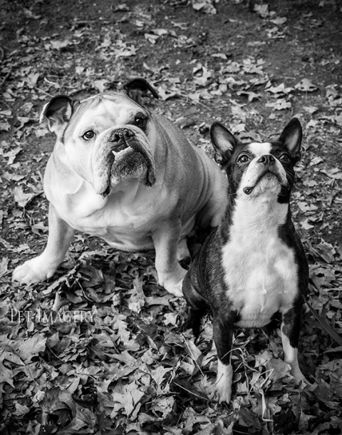 boston terrier and english bulldog