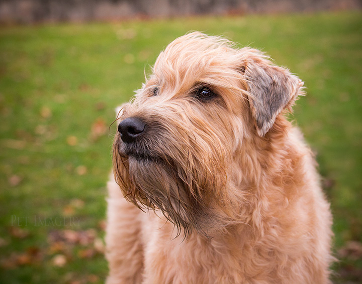 soft coated wheaten terrier best pet photography kaplan pa