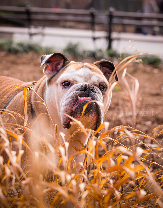boston terrier bulldog nyc best pet photography kaplan