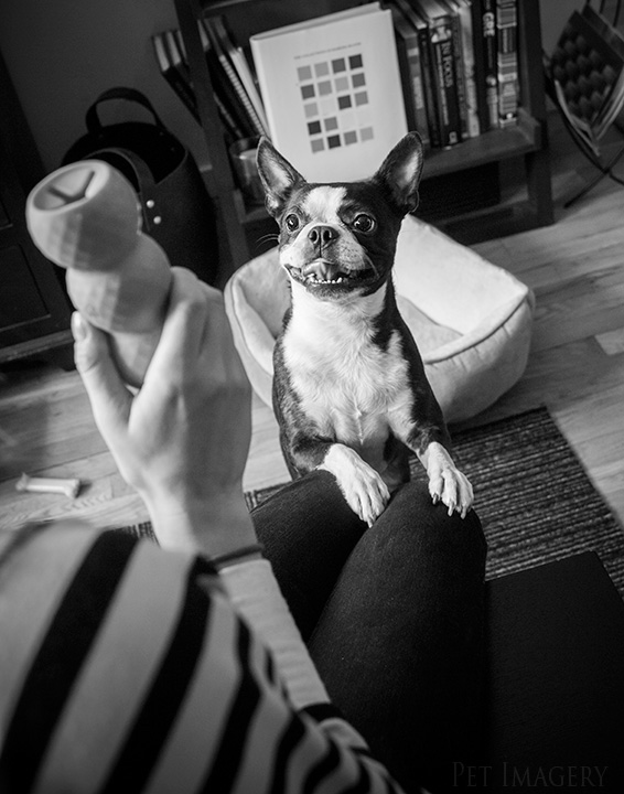 boston terrier bulldog nyc best pet photography kaplan