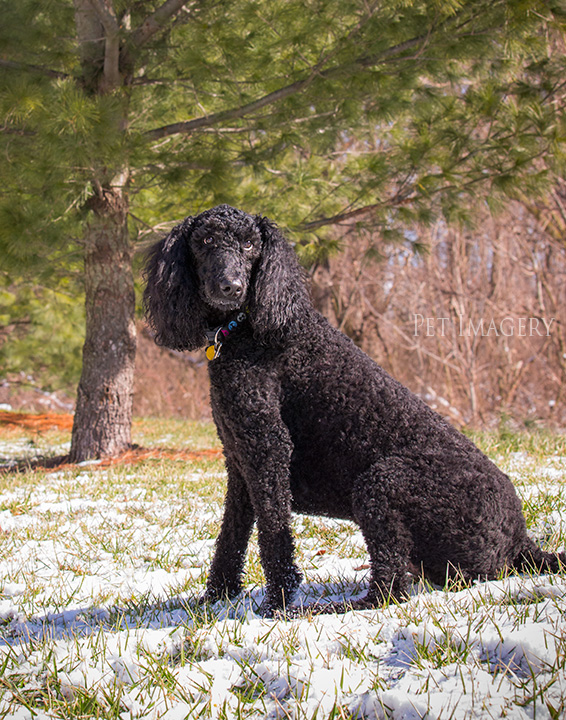 standard poodle best pet photography kaplan pa
