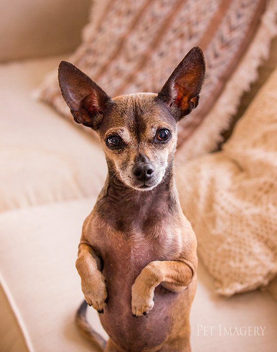 chihuahua, best pet photography, kaplan, pa